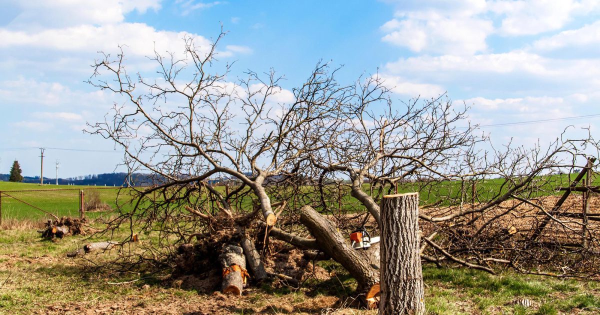 Tree Felling North Shore | Trusted & Affordable Tree Felling